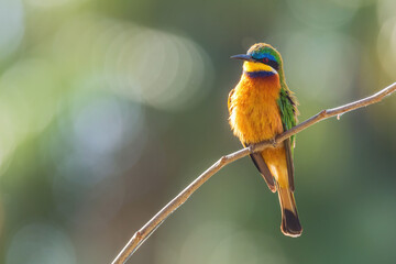 Blue-breasted Bee-eater - Merops variegatus, beautiful colored bee-eater from African woodlands,...