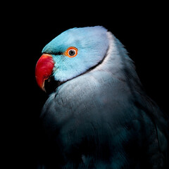 Blue Ring-necked Parakeet