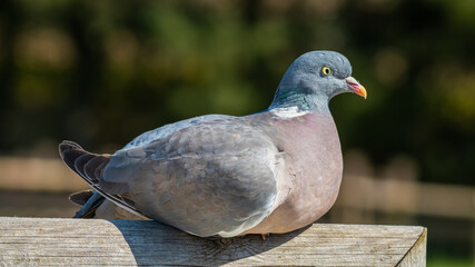 Wood Pigeon Resting on a Fence