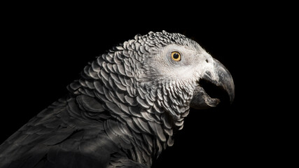 Close Up African Grey Parrot