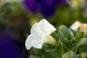 Close-up petunia flower in the summer garden. Blooming white petunia in summertime with the blurred green natural background. Shallow depth of field. Petunia axillaris varierty.