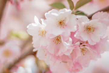 Fototapeta premium blossom