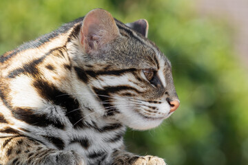 Side Profile Asian Leopard Cat