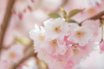 Fototapeta na wymiar cherry blossom
