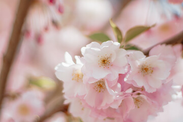 cherry blossom