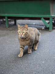 Naklejka premium cat in the garden