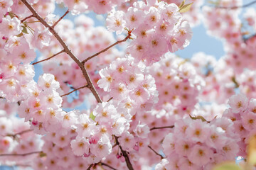 Beautiful blooming Japanese cherry - Sakura. Background with flowers in a spring day.