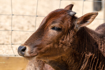 Fototapeta premium Portrait Young Male Miniature Zebu