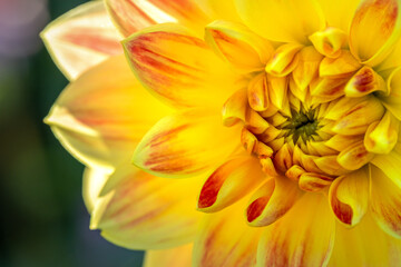 Beautiful yellow-red dahlia flower close up. Soft focus photography.