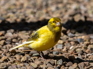 Yellow Canary Walking on the Ground
