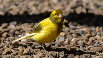 Yellow Canary Walking on the Ground