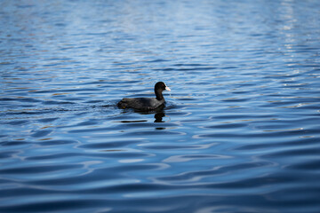 Black Eurasian coot waterfowl bird (Fulica atra) swimming in lake alone