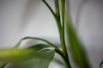 lily of the valley in spring