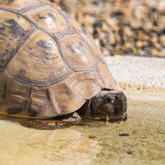 Tortoise Drinking Water
