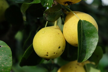 Ripe pear fruit on a tree branch, close-up.