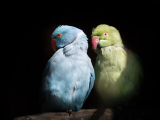 Blue and Green Ring-necked Parakeet