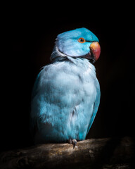 Blue Ring-necked Parakeet