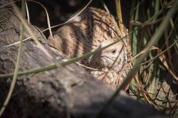 Japanese Quail Resting on the Ground