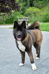 American akita dog portrait outdoors