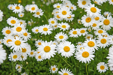 Fototapeta premium Blühende Margeriten, Leucanthemum, im Frühling