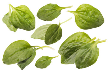 Plantain leaves set isolated on white background