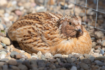 Japanese Quail Resting on the Ground