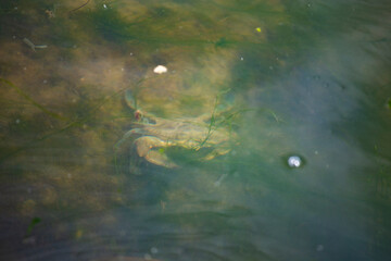 Wild Mediterranean crab underwater on a beach shore