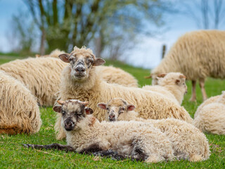 a cute little newborn lambs and its mother  and flock of sheep