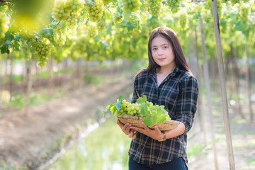 Portrait of happy young asian women farmer holding a basket of green grape in the vineyard. Green grape or White Malacca grapes vineyard farm in Thailand.