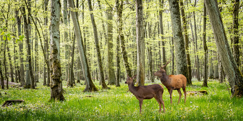 two deer standing in a green forest