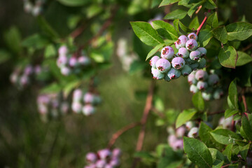 Unripe bilberry fruit in garden