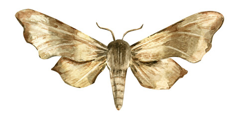Hawk moth laothoe amurensis. Insect illustration. Watercolor painting isolated on white background