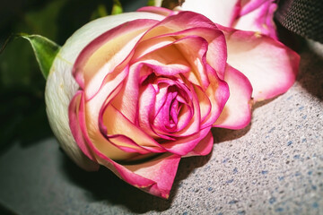 Pink rose. Rose on the table. Flowers for Valentine's Day. Beautiful flower
