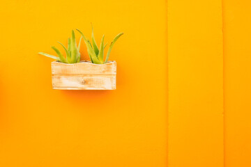 Aloe vera plant in a wooden pot hanging on a yellow wall