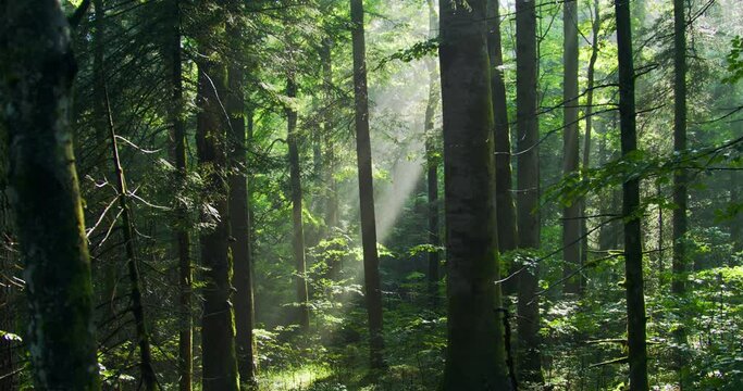 The primary forest Corkova uvala in Plitvice Lakes National Park, Croatia