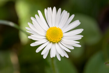 Obraz premium Gänseblümchen