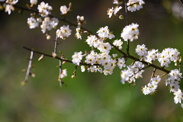 White, blooming flowers on a tree in front of a green background