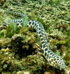 Costa Rica Pacific sea life