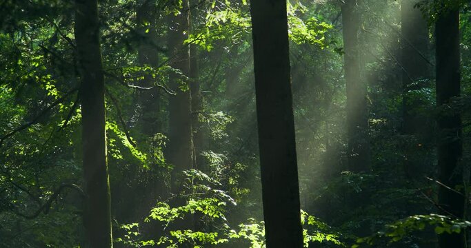 The primary forest Corkova uvala in Plitvice Lakes National Park, Croatia