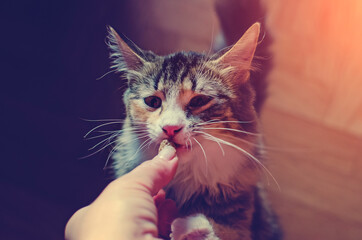 Beautiful domestic cat, close-up, toned photograph.