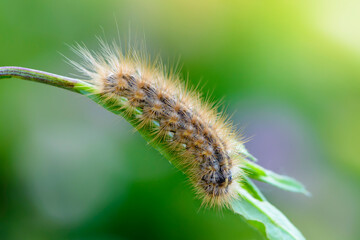 Furry caterpillar rhyparia purpurata descends down a leaf of grass