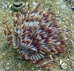 Costa Rica Pacific sea life