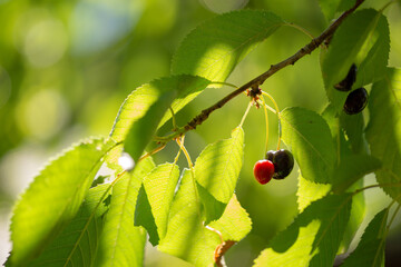 Fototapeta premium cerise, rouge, fruit, arbre, baie, vert, aliment, nature, baie, feuille, branchages, mûr, été, plante, jardin, frais, sain, juteuse, naturel, gros plan, cerises,fruits,couleurs,cerisier,arbre,feuilles