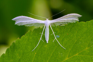 Snowy butterfly pterophorus pentadactylasits on green leaf of grass © alex_1910