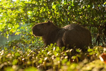 Capivara deitada no mangue da beira do rio Capibaribe 