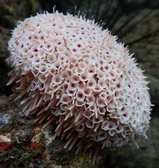 Costa Rica Pacific sea life