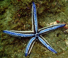 Costa Rica Pacific sea life