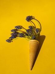 Purple hyacinth or muscari flowers in ice cone and  bunch with loop on yellow background. Flowers layout or template with copy space for text, top view. Minimalism floral aesthetic. Spring concept