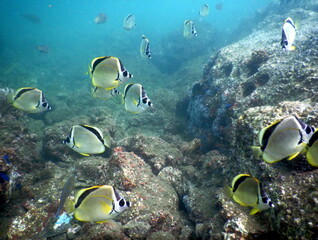 Costa Rica Pacific sea life