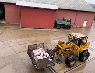 Fototapeta na wymiar some young pigs are transferred with a wheel loader in a pig farm